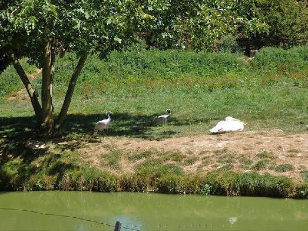 101PARC AUX OISEAUX DANS L AIN 2016 1_000027.jpg